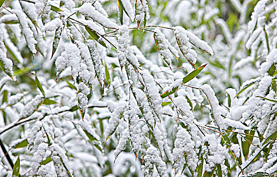 雪,树叶