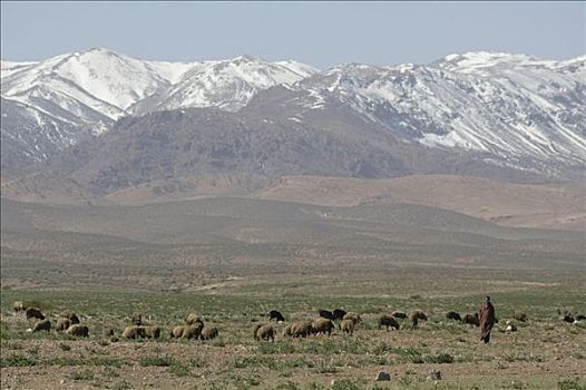 牧民,牧群,高原,山峦,大阿特拉斯山,后面,摩洛哥