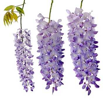 紫藤,花
