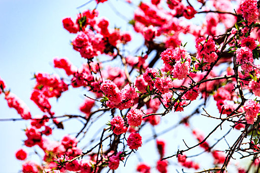 春天公园里盛开的桃花