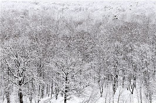 俯视,大雪,树林,冬天