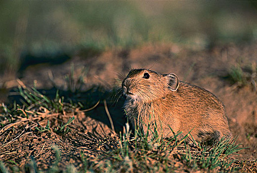 鼠兔,蒙古