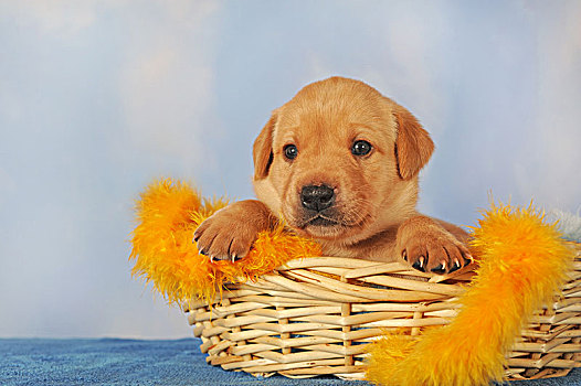 拉布拉多犬,黄色,岁月,25天大,小狗,篮子