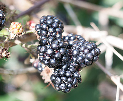 茂密,成熟,黑莓,特写,水果