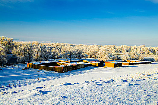 新疆,布尔津,冬日,雪景,清晨,雾松