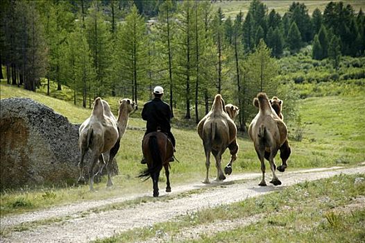 三个,骆驼,骑乘,马,树林,国家公园,蒙古