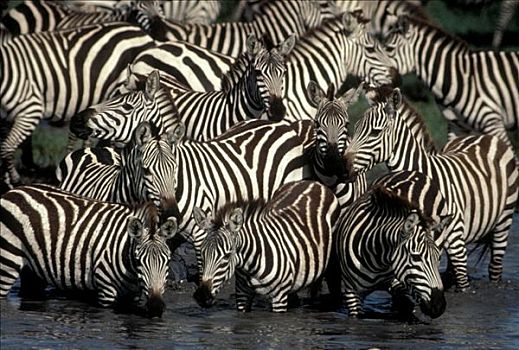 白氏斑马,斑马,牧群,水潭,塞伦盖蒂国家公园,坦桑尼亚