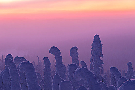粉色,日出,冰冻,树,国家公园,拉普兰,芬兰