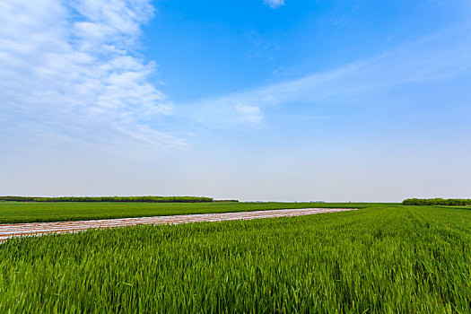 麦田,麦子