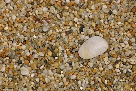 石头,鹅卵石,海滩