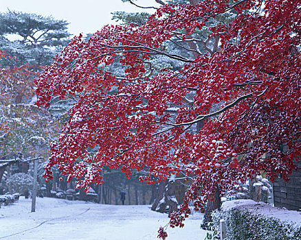 秋叶,雪