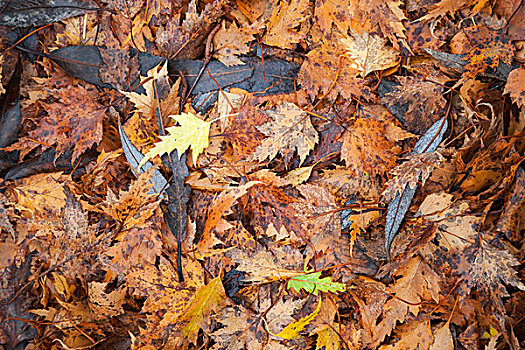 彩色,秋叶,地上,自然背景,照片