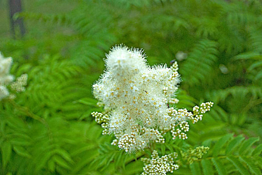 白色絮状的花