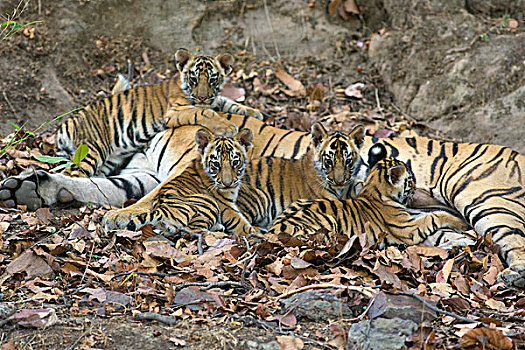 孟加拉虎,虎,星期,老,幼兽,吸吮,班德哈维夫国家公园,印度