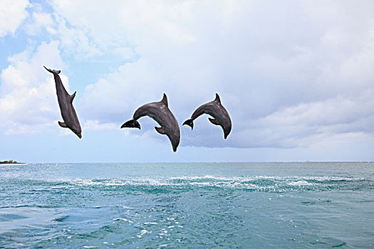 海湾群岛,洪都拉斯,宽吻海豚,跳跃,一起,加勒比海