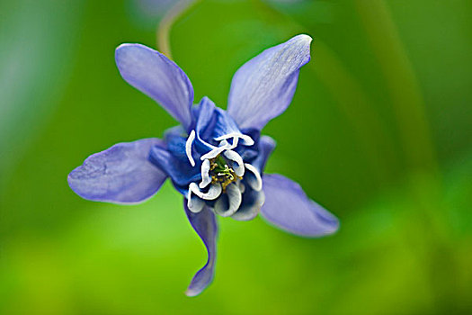 加拿大,曼尼托巴,蓝色,耧斗菜,花,画廊