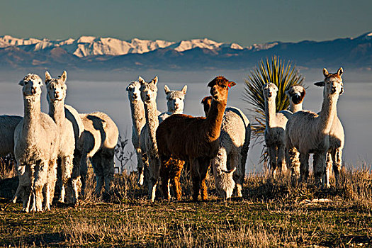 羊驼,警惕,群,南阿尔卑斯山,后面,新西兰