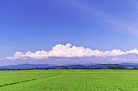 绿色,稻田,蓝天,夏天,云