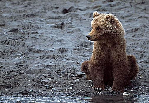 幼兽,阿拉斯加棕熊,棕熊,坐,堤岸,河,阿拉斯加,美国