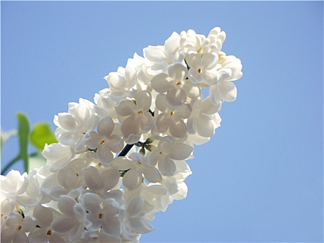 丁香花