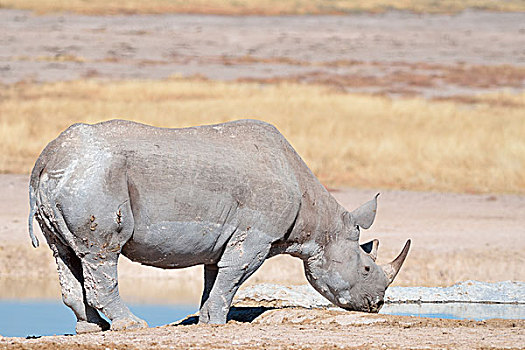 黑犀牛,成年,雄性,喝,水坑,埃托沙国家公园,纳米比亚,非洲