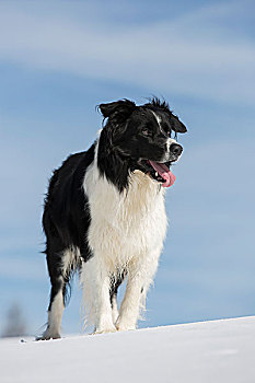 博德牧羊犬,雪地,提洛尔,奥地利,欧洲