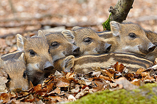 野猪,小猪,温暖,相互,北莱茵威斯特伐利亚,德国,欧洲