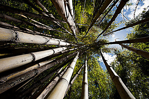 竹子,国家公园,巴塔哥尼亚,阿根廷,南美