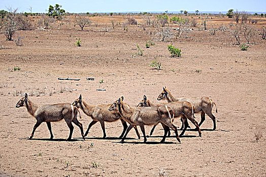 水羚,成年,牧群,干燥,室外,大草原,克鲁格国家公园,南非,非洲