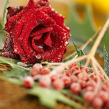 冰冻,荚莲属植物,浆果,树叶,红玫瑰