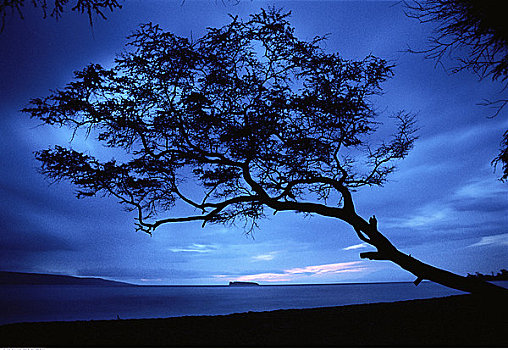 剪影,树,黄昏,毛伊岛,夏威夷,美国