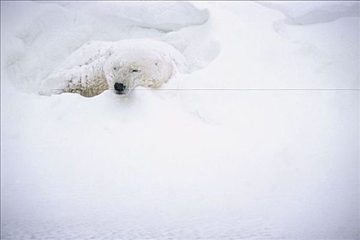 北极熊,成年,雄性,休息,雪中,丘吉尔市,曼尼托巴,加拿大