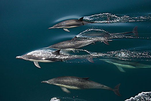 常见海豚,真海豚,峡岛,加利福尼亚