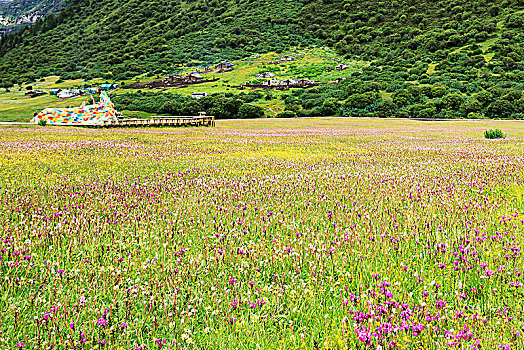 高山草甸风光