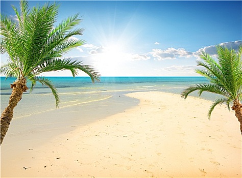 棕榈树,海滩