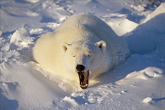 北极熊,休息,雪中,邱吉尔角,加拿大