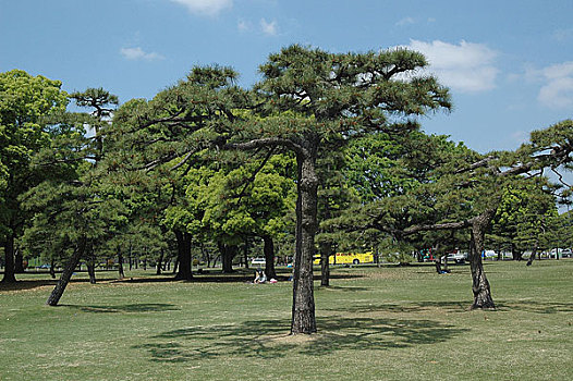 日本皇宫外苑柏树