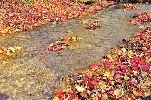 秋叶,溪流
