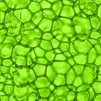 绿色背景,细胞