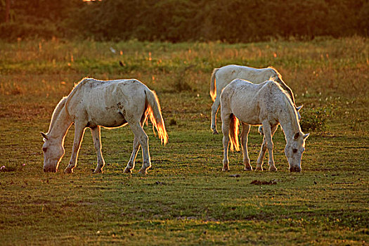 马,三个,湿地,晚间,阳光,潘塔纳尔,巴西,南美,北美