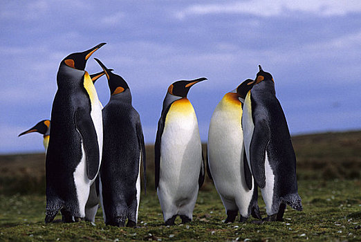 福克兰群岛,自愿角,帝企鹅,生物群,成年