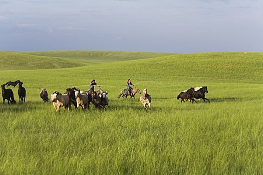 骑手,放牧,马,内蒙古,中国
