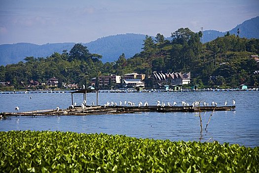 鱼,农场,海岸线,湖,岛屿,苏门答腊岛,印度尼西亚