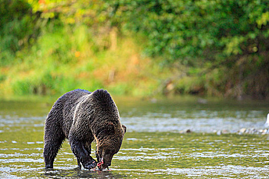 大灰熊,棕熊,三文鱼,不列颠哥伦比亚省,海岸,加拿大