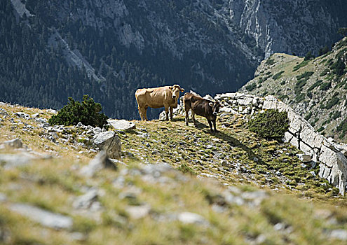 母牛,站立,山坡