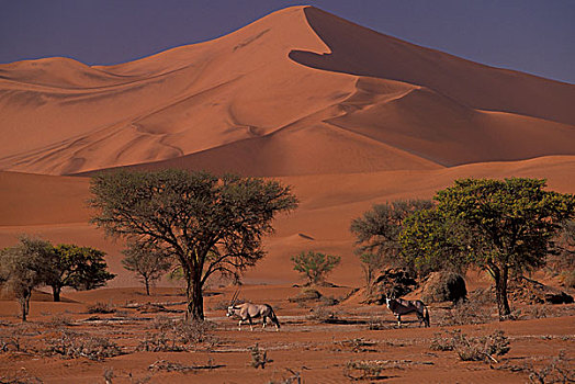 非洲,纳米比亚,纳米比诺克陆夫国家公园,南非,长角羚羊,南非大羚羊,羚羊