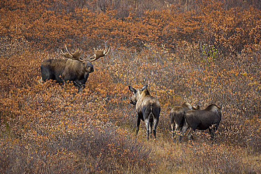 阿拉斯加,驼鹿,雄性,靠近,女性,幼兽,饲养,季节,德纳里峰国家公园