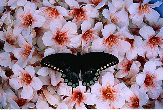 蝴蝶,花,塔拉哈西,佛罗里达,美国