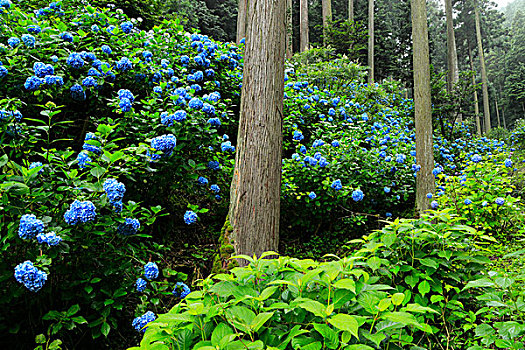 八仙花属,山