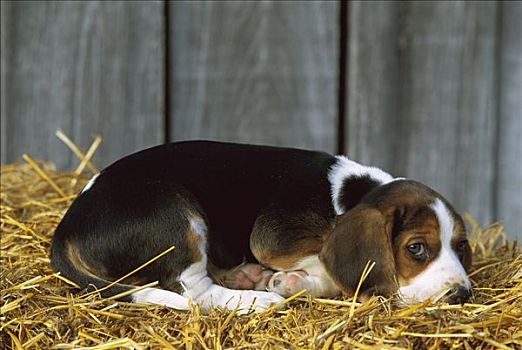 小猎犬,狗,小狗,休息,床,稻草